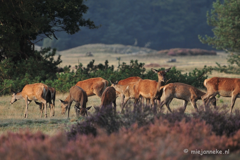 DSC_2186.JPG - Brons Veluwe