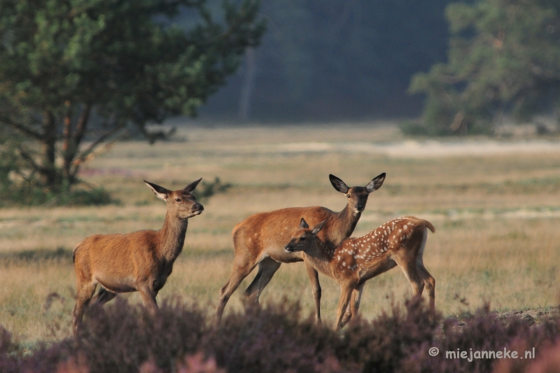 DSC_2195.JPG - Brons Veluwe