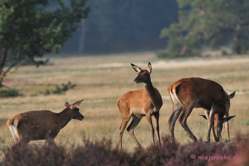 DSC_2214.JPG - Brons Veluwe