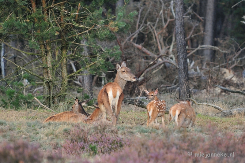 DSC_2340.JPG - Brons Veluwe