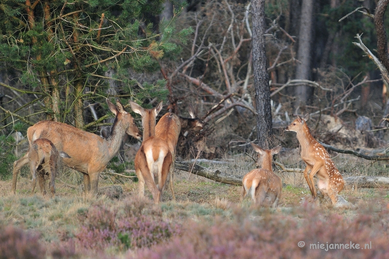 DSC_2354.JPG - Brons Veluwe