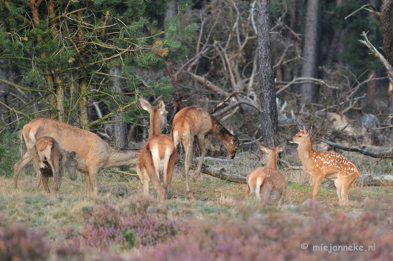 DSC_2356.JPG - Brons Veluwe