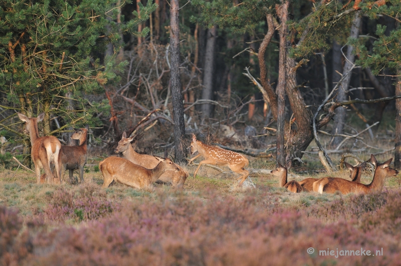 DSC_2383.JPG - Brons Veluwe