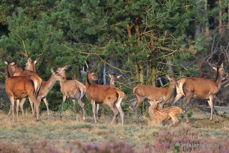 DSC_2459.JPG - Brons Veluwe