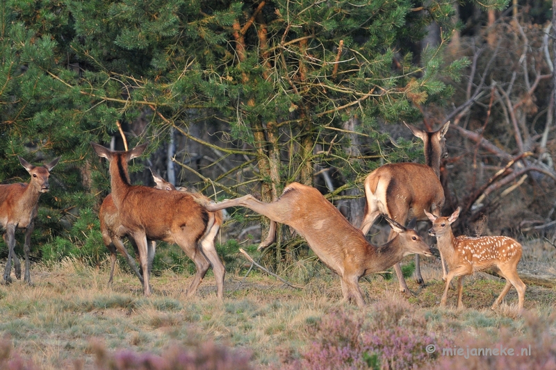 DSC_2465.JPG - Brons Veluwe