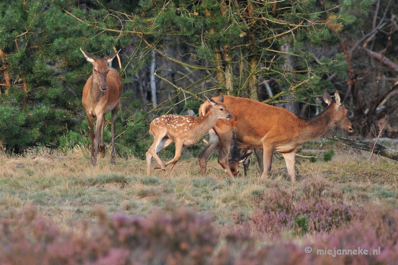 DSC_2486.JPG - Brons Veluwe