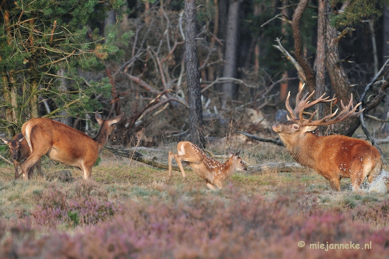 DSC_2489.JPG - Brons Veluwe