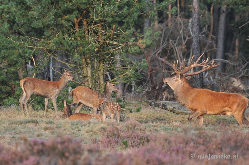 DSC_2508.JPG - Brons Veluwe