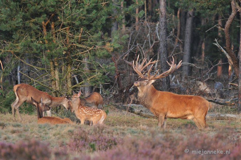 DSC_2513.JPG - Brons Veluwe