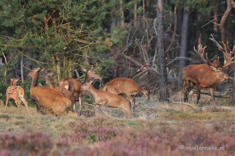 DSC_2536.JPG - Brons Veluwe