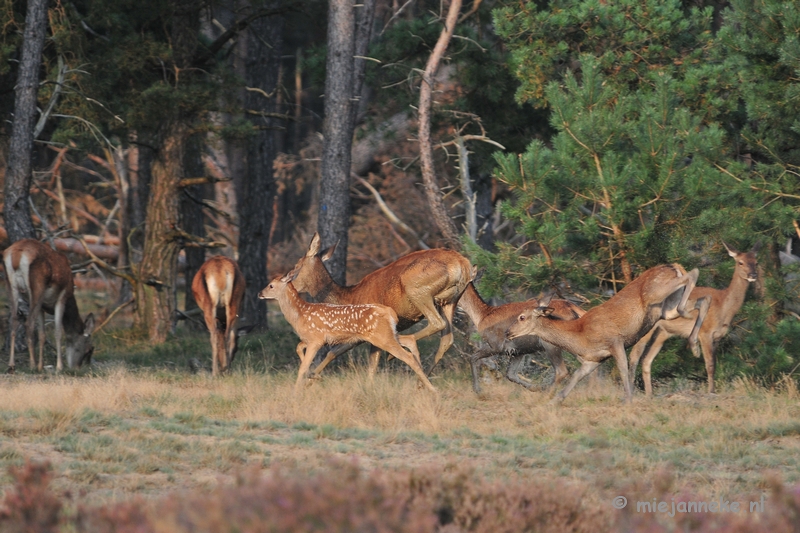 DSC_2541.JPG - Brons Veluwe