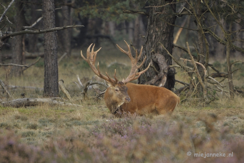 _DSC0239.JPG - Brons Veluwe