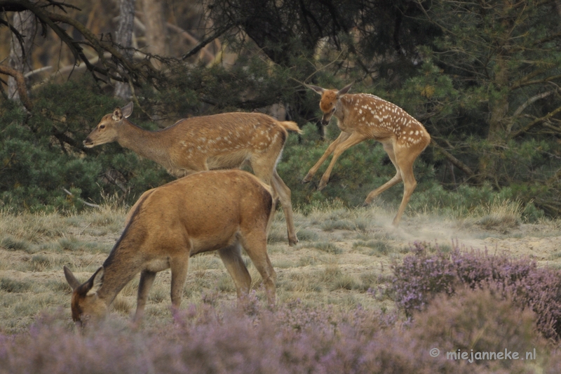 _DSC0292.JPG - Brons Veluwe