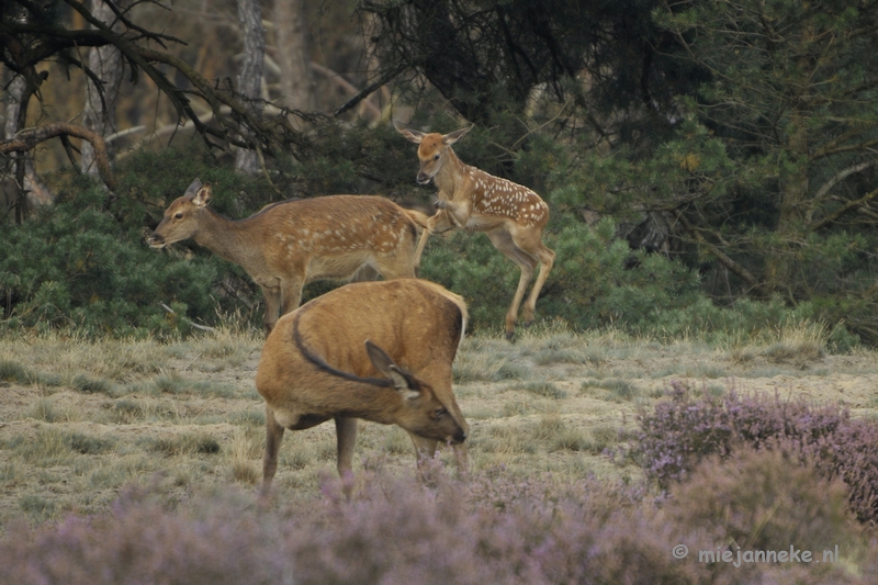 _DSC0296.JPG - Brons Veluwe