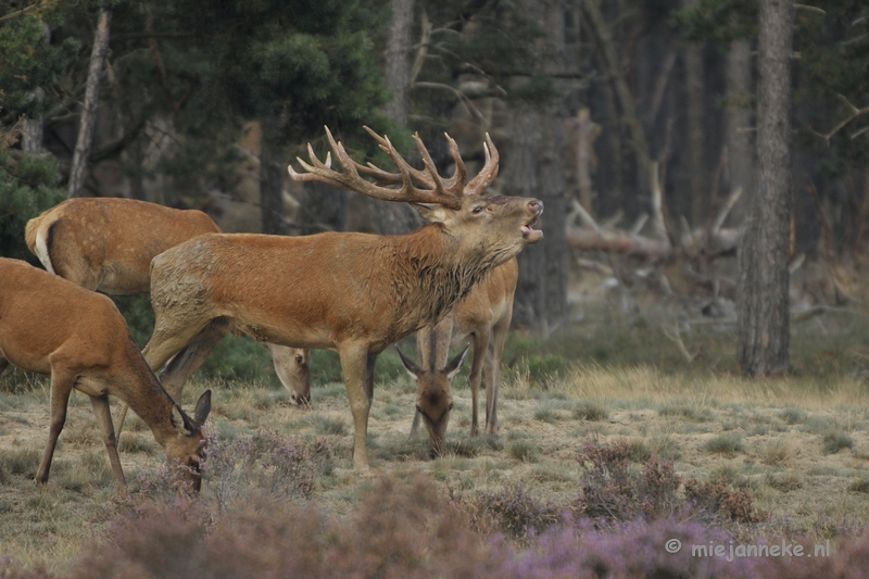 _DSC0309.JPG - Brons Veluwe