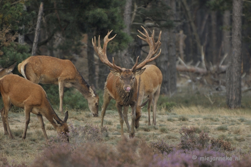 _DSC0319.JPG - Brons Veluwe