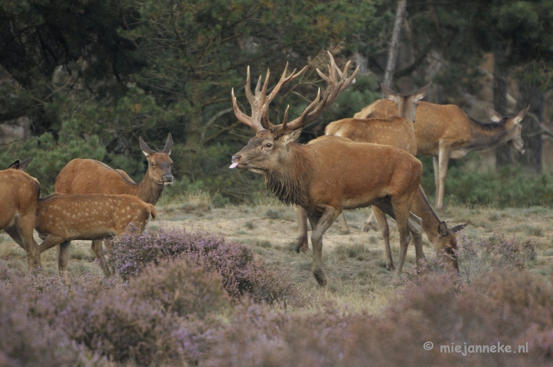 _DSC0327.JPG - Brons Veluwe