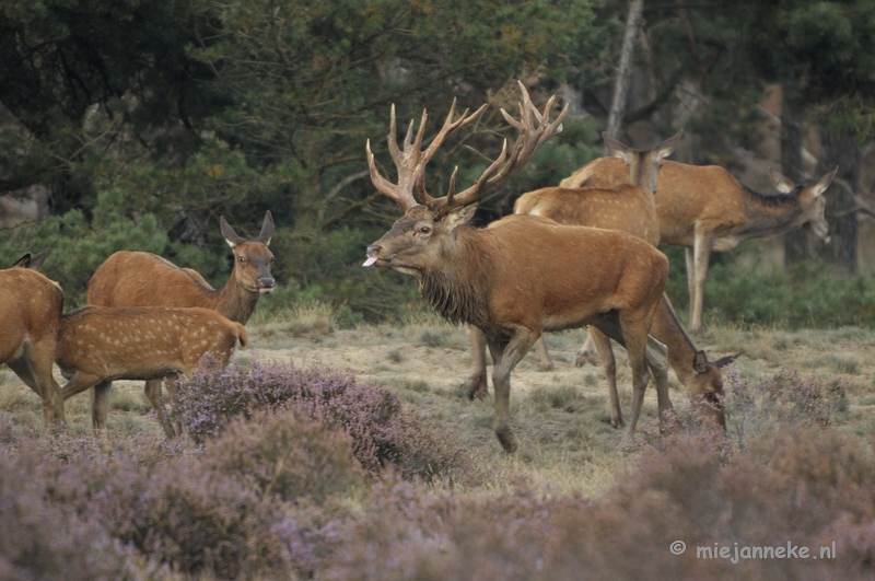 _DSC0327.JPG - Brons Veluwe