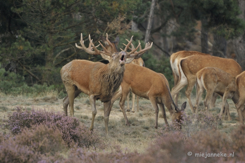 _DSC0341.JPG - Brons Veluwe