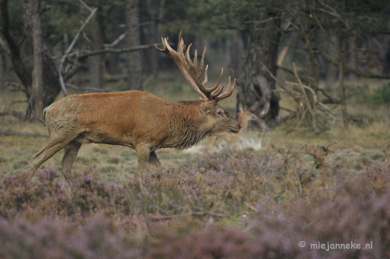 _DSC0358.JPG - Brons Veluwe