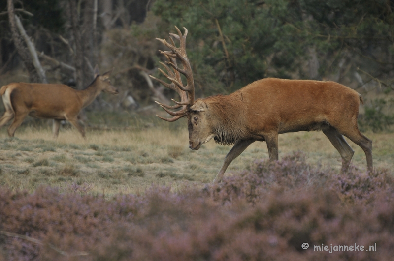 _DSC0385.JPG - Brons Veluwe