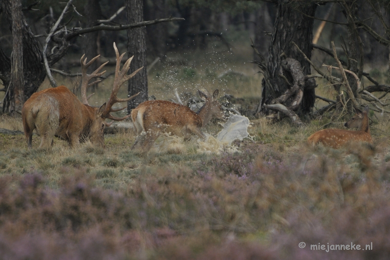 _DSC0446.JPG - Brons Veluwe