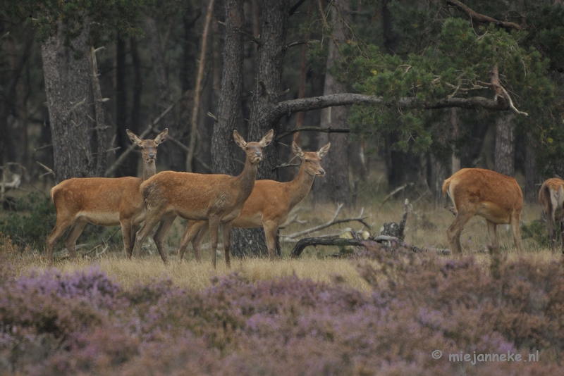 _DSC0594.JPG - Brons Veluwe