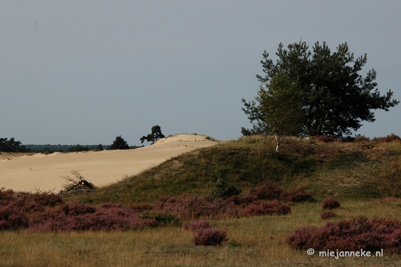 DSC_0244.JPG - Natuur op de Veluwe