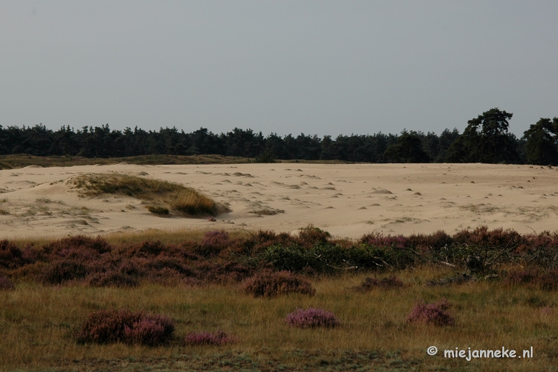 DSC_0246.JPG - Natuur op de Veluwe