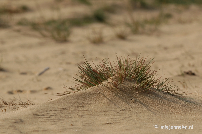 DSC_0290.JPG - Natuur op de Veluwe