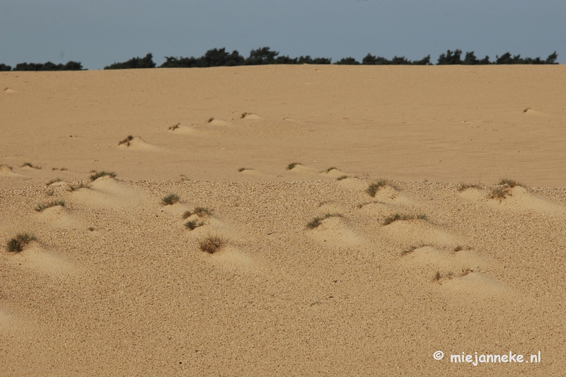 DSC_0313.JPG - Natuur op de Veluwe