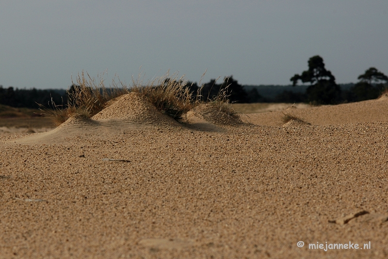 DSC_0344.JPG - Natuur op de Veluwe