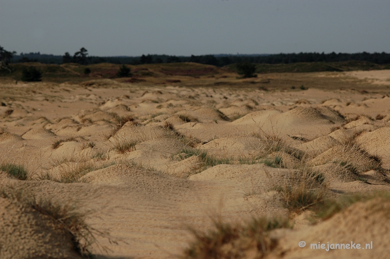 DSC_0348.JPG - Natuur op de Veluwe