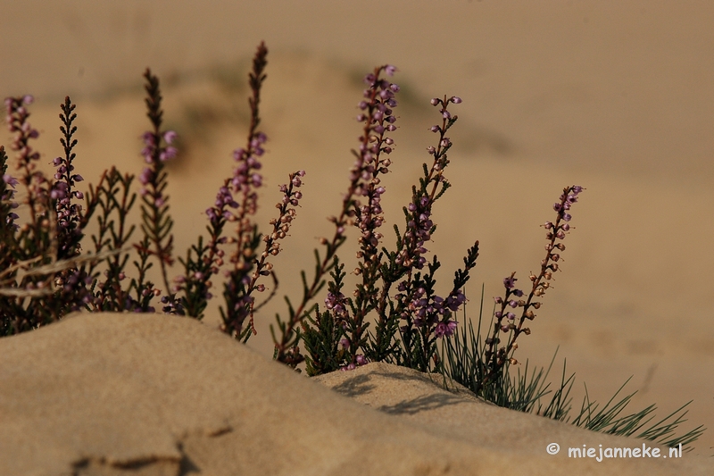 DSC_0375.JPG - Natuur op de Veluwe