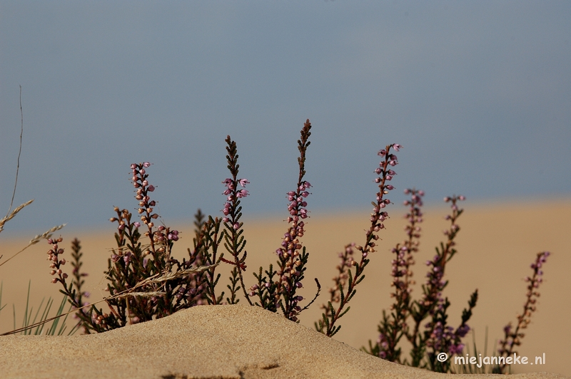 DSC_0381.JPG - Natuur op de Veluwe