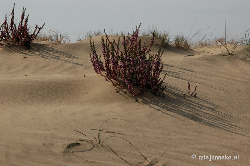 DSC_0411.JPG - Natuur op de Veluwe