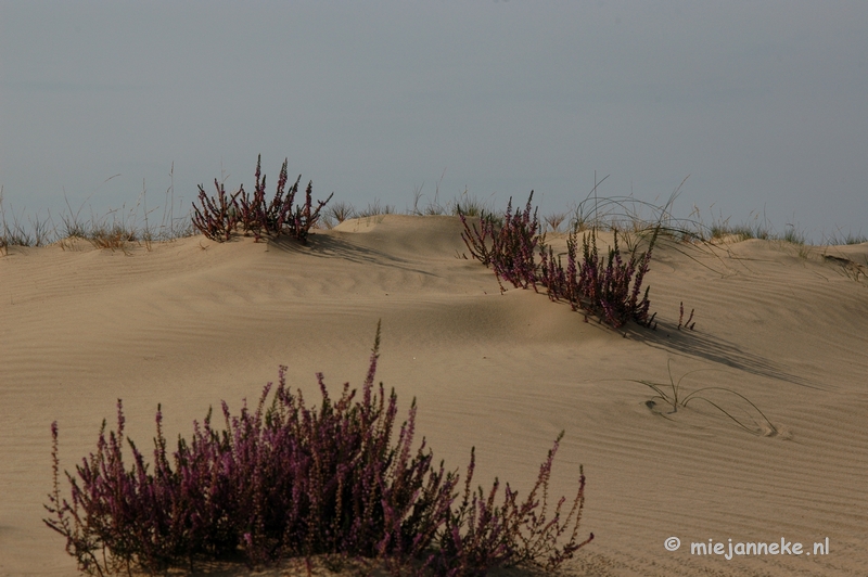 DSC_0420.JPG - Natuur op de Veluwe