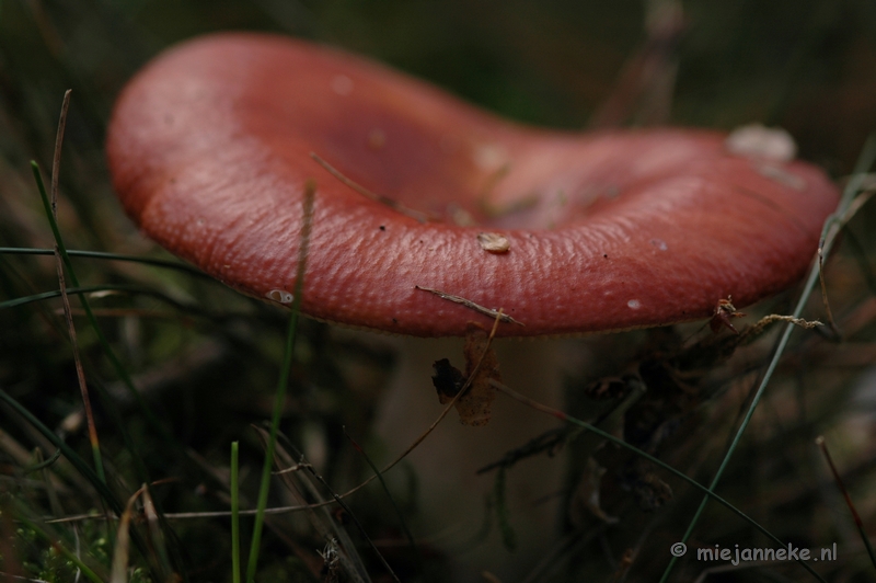 DSC_0429.JPG - Natuur op de Veluwe