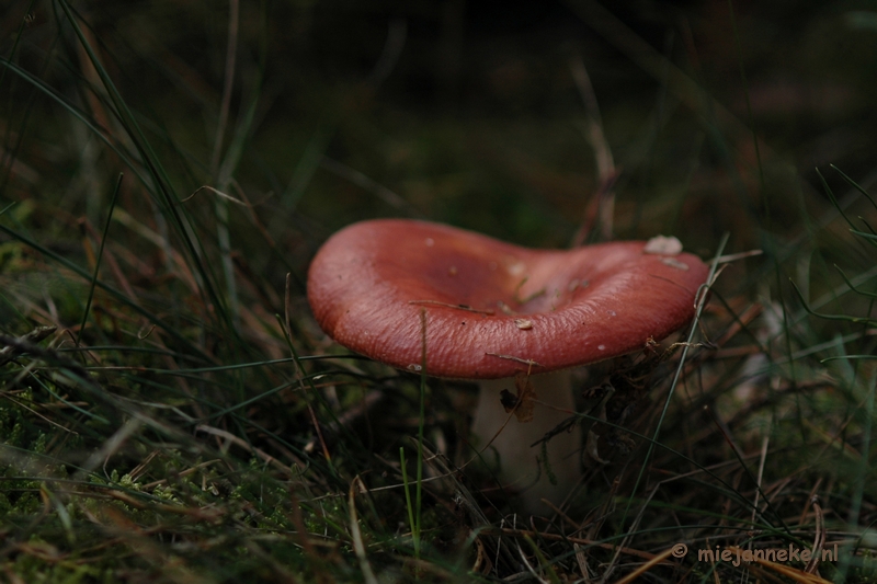 DSC_0433.JPG - Natuur op de Veluwe