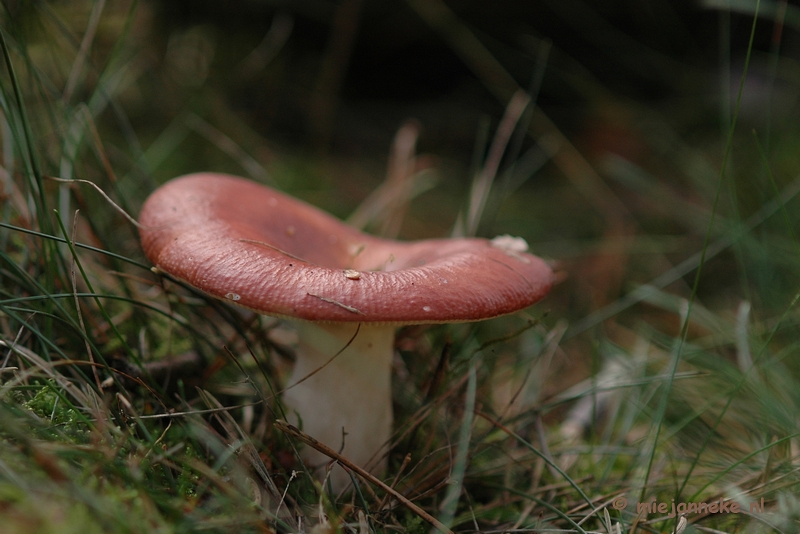 DSC_0434.JPG - Natuur op de Veluwe