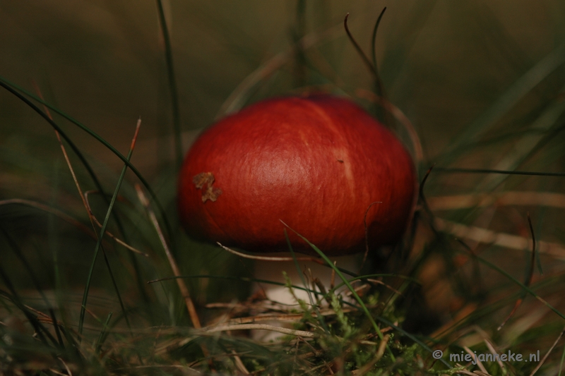 DSC_0440.JPG - Natuur op de Veluwe