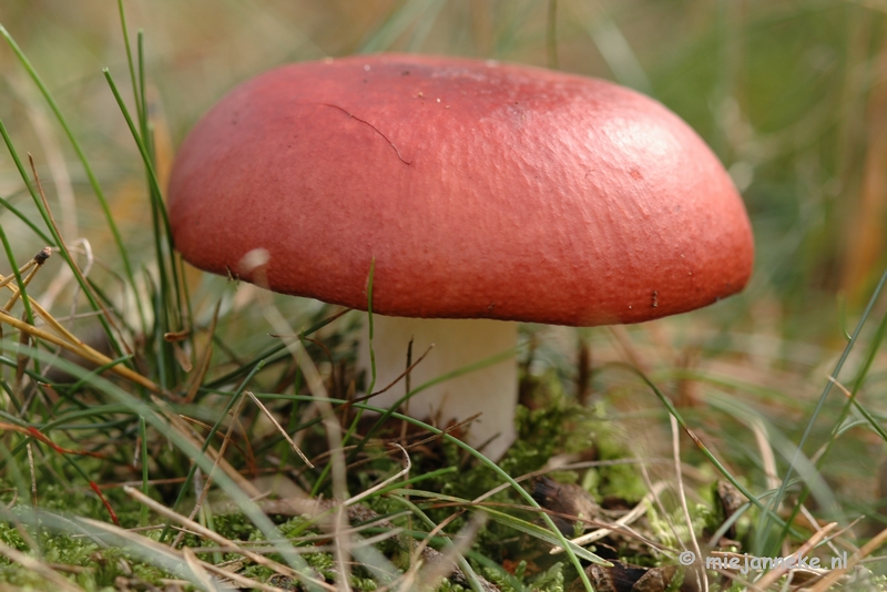 DSC_0465.JPG - Natuur op de Veluwe