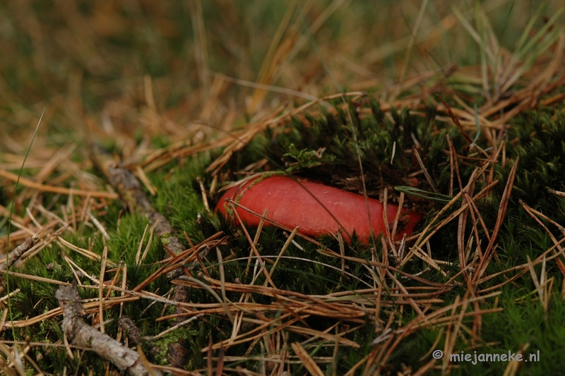 DSC_0469.JPG - Natuur op de Veluwe