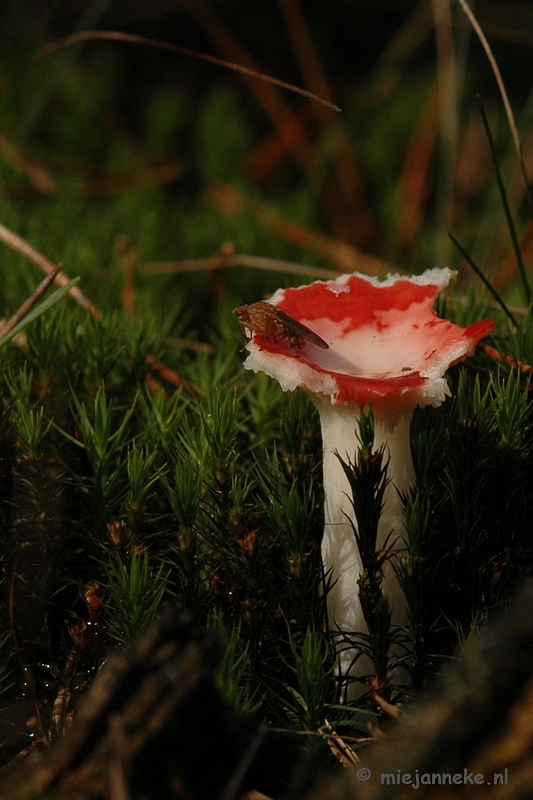 DSC_0471.JPG - Natuur op de Veluwe