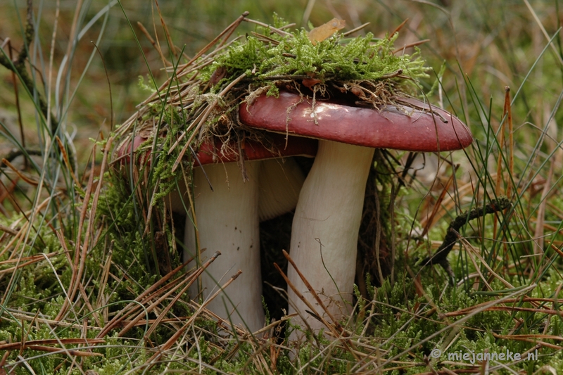 DSC_0492.JPG - Natuur op de Veluwe