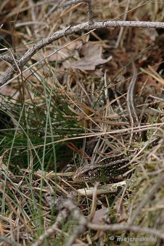 DSC_0571.JPG - Natuur op de Veluwe