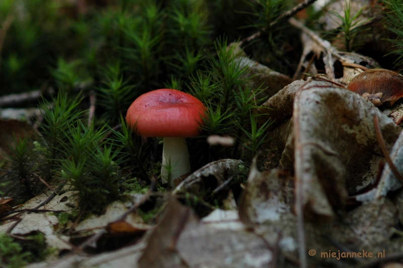 DSC_0613.JPG - Natuur op de Veluwe