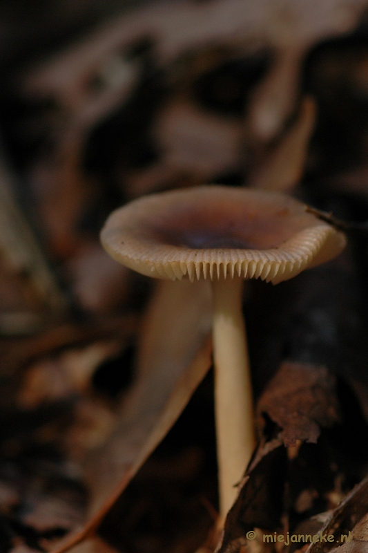 DSC_0646.JPG - Natuur op de Veluwe