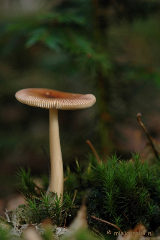 DSC_0664.JPG - Natuur op de Veluwe