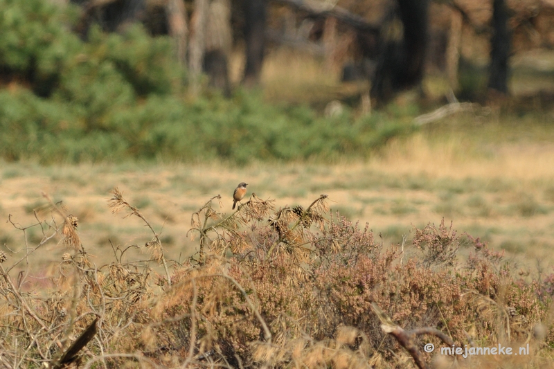 DSC_1681.JPG - Natuur op de Veluwe